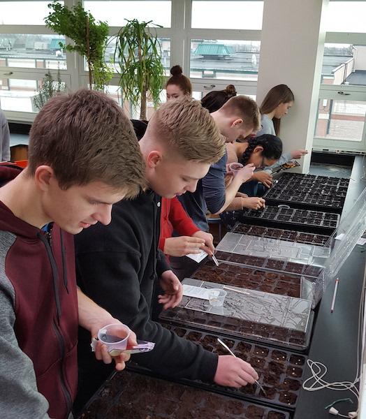 Students participating in the new club are planting tomatoes, basil and flowers.