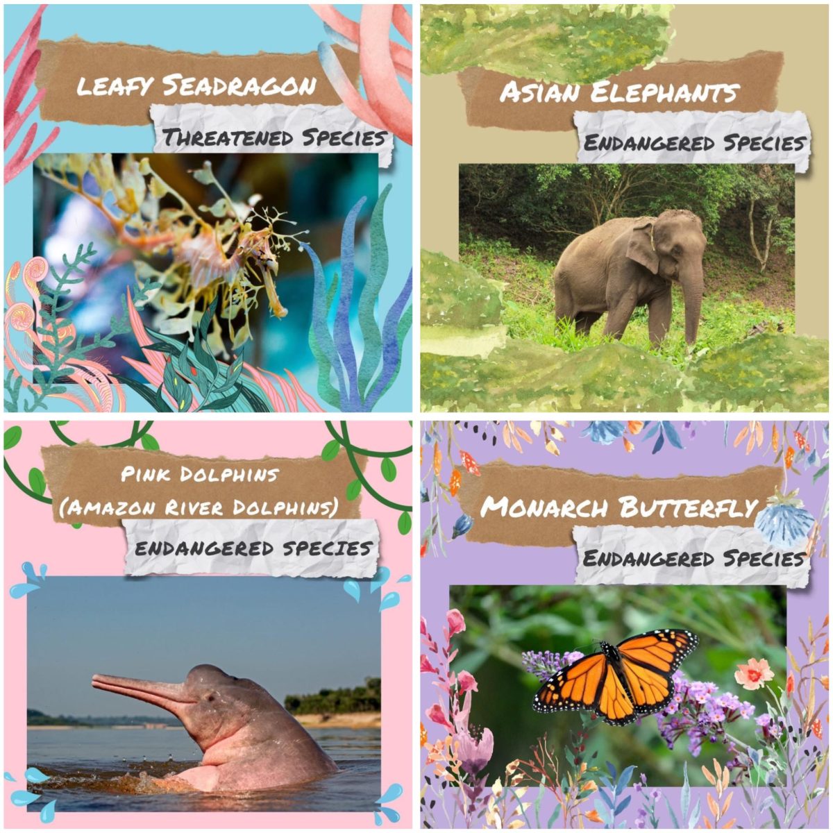 Some of Bectons Environmental Club Creature Feature Fridays and Endangered Species of the Month!
